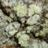 Lecanora barkmaniana